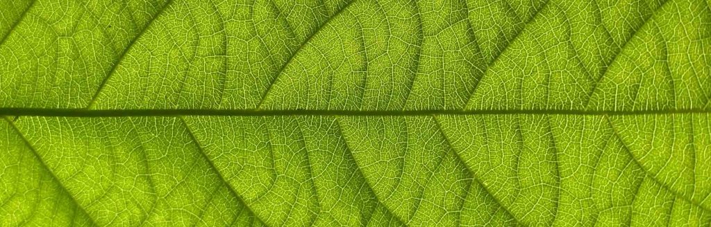 permaculture et économie