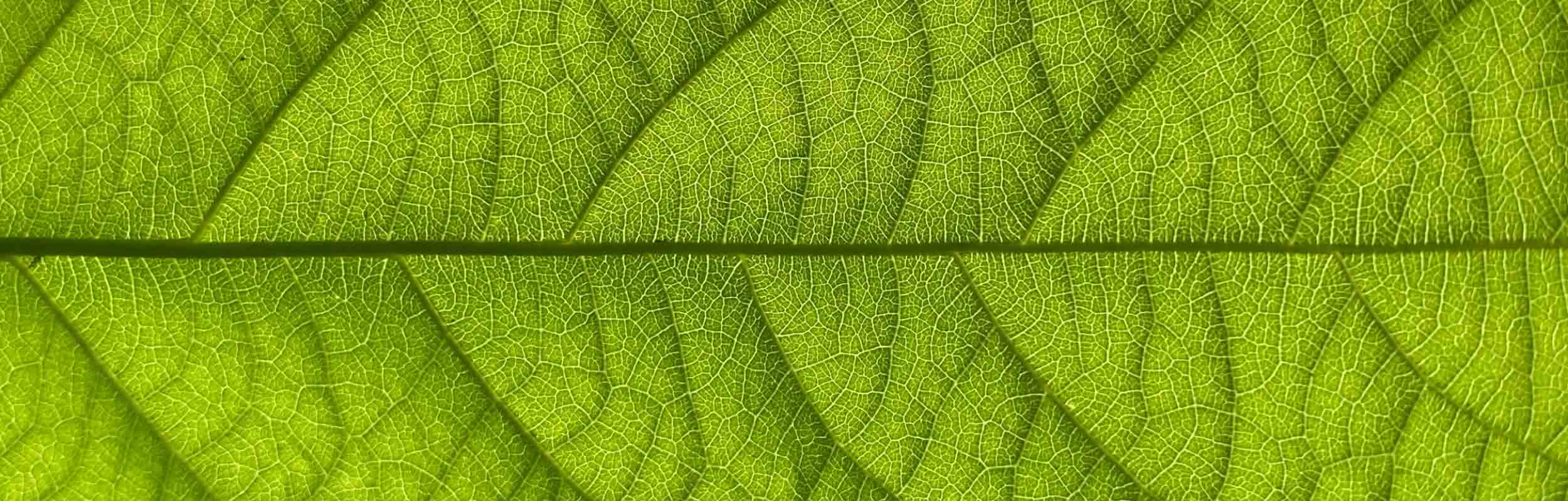 permaculture et économie